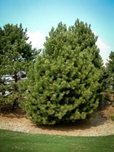 Сосна Чёрная (Pinus Nigra) купить по цене от 270.00р. в интернет-магазине «Посадика» с доставкой почтой в в Бакале и по всей России – [изображение №1].