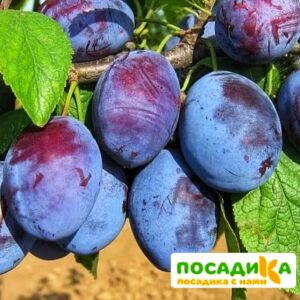 Слива Чачакская ранняя купить по цене от 229.00р. в интернет-магазине «Посадика» с доставкой почтой в в Бакале и по всей России – [изображение №1].