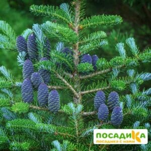 Пихта корейская (Abies koreana) купить по цене от 450.00р. в интернет-магазине «Посадика» с доставкой почтой в в Бакале и по всей России – [изображение №1].