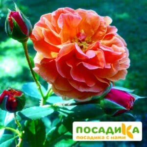 Роза Арабия купить по цене от 350.00р. в интернет-магазине «Посадика» с доставкой почтой в в Бакале и по всей России – [изображение №1].