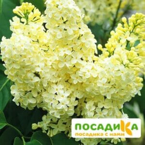 Сирень Примроуз (Primrose) купить по цене от 529.00р. в интернет-магазине «Посадика» с доставкой почтой в в Бакале и по всей России – [изображение №1].