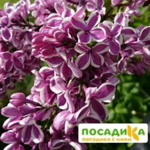 Сирень Сенсация купить по цене от 529.00р. в интернет-магазине «Посадика» с доставкой почтой в в Бакале и по всей России – [изображение №1].