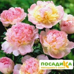 Пион Распберри Сандей (Paeonia Raspberry Sundae) купить по цене от 959р. в интернет-магазине «Посадика» с доставкой почтой в в Бакале и по всей России – [изображение №1].