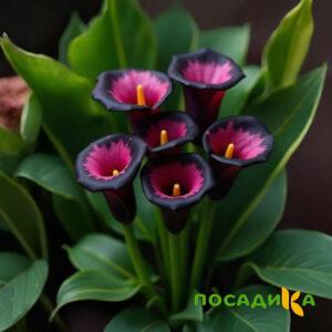 Калла Аура Лейс купить по цене от 400р. в интернет-магазине «Посадика» с доставкой почтой в в Бакале и по всей России – [изображение №1].