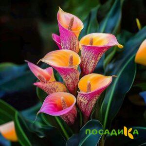 Калла Оникс купить по цене от 450р. в интернет-магазине «Посадика» с доставкой почтой в в Бакале и по всей России – [изображение №1].