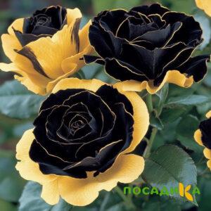 Роза Ханни Сикл купить по цене от 700р. в интернет-магазине «Посадика» с доставкой почтой в в Бакале и по всей России – [изображение №1].