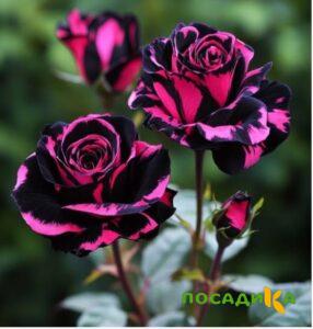 Роза Багровый Шепот купить по цене от 366р. в интернет-магазине «Посадика» с доставкой почтой в в Бакале и по всей России – [изображение №1].