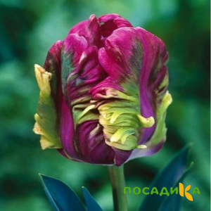 Тюльпан Экзотик Хэвен купить по цене от 186р. в интернет-магазине «Посадика» с доставкой почтой в в Бакале и по всей России – [изображение №1].