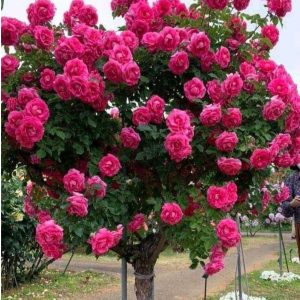 Роза Версаля купить по цене от 232р. в интернет-магазине «Посадика» с доставкой почтой в в Бакале и по всей России – [изображение №1].