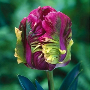 Тюльпан Экзотик Хэвен купить по цене от 186р. в интернет-магазине «Посадика» с доставкой почтой в в Бакале и по всей России – [изображение №1].